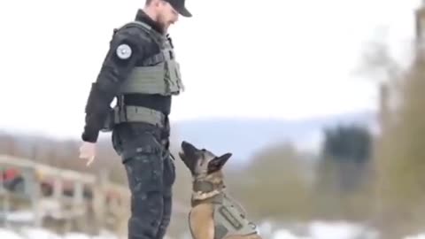 Dogs Training Soldiers trends dog