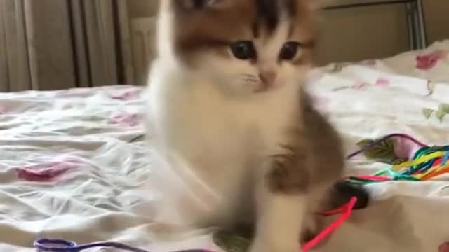 Cute Kitten Baby Cat Funny Cat Videos