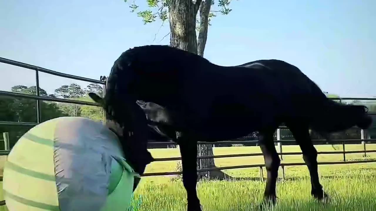 Animals playing with a ⚽🏈🏀 ball