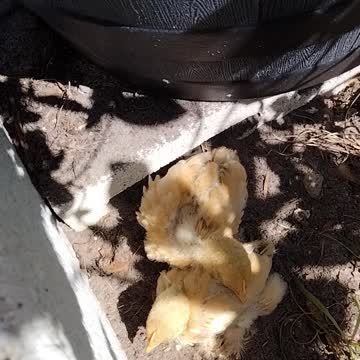 Silkies taking a dirt bath