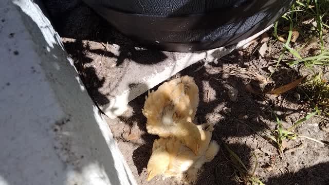 Silkies taking a dirt bath