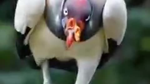 Funny video of Animal