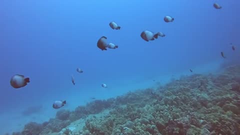 hawaii under the sea