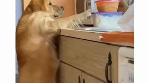 Most watched dog stolen the food