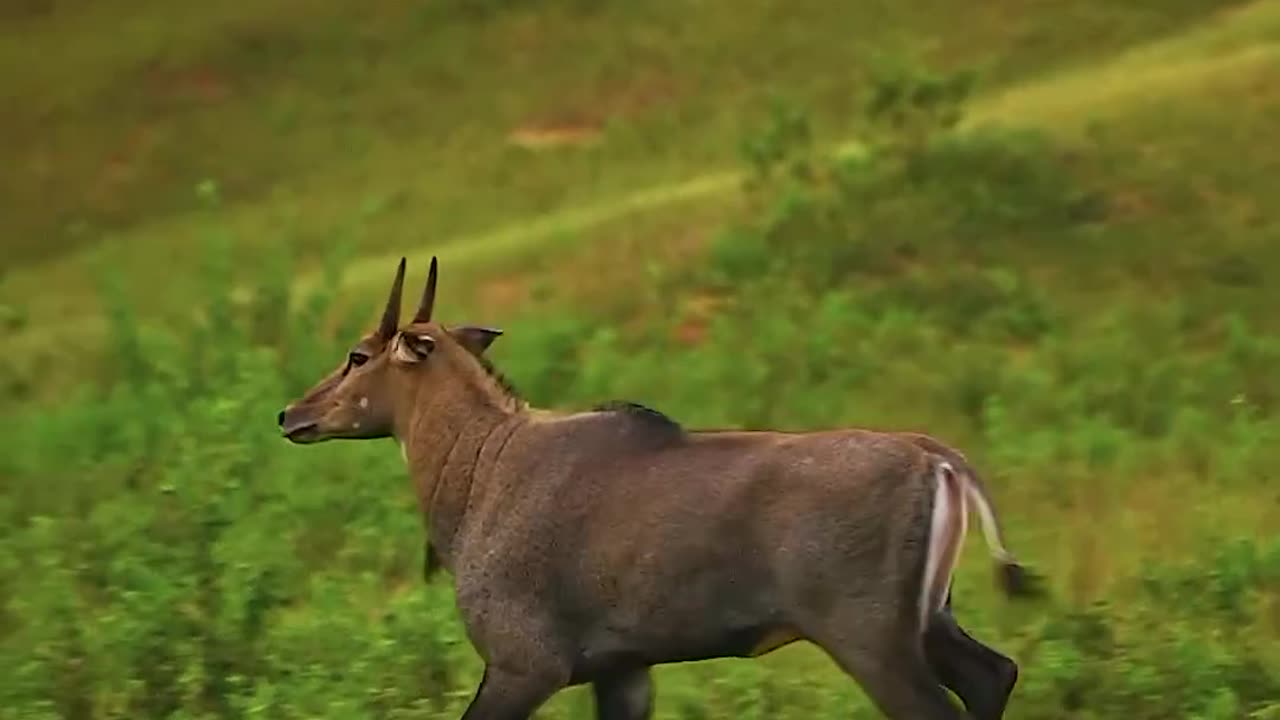 Animal Video | Animal Life |