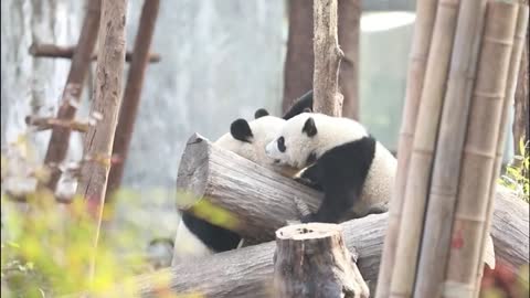 This is how to put a panda into a bucket