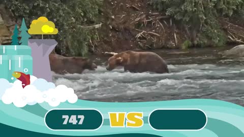 Fat Bear Week Contenders 2022 | Who Has Your Vote?