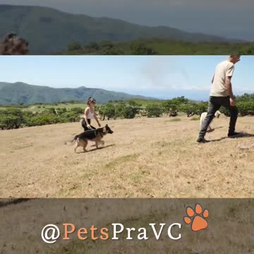 DOG PLAYING WITH HIS OWNER [PETS