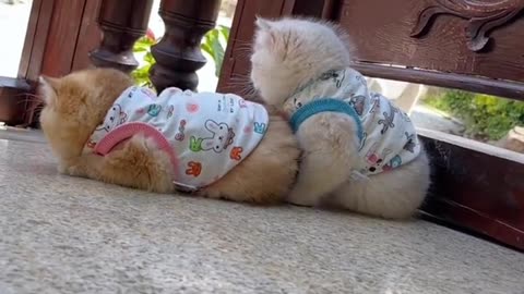 Cute and funny cat video.