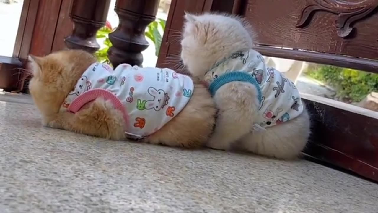 Cute and funny cat video.