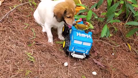 Smart baby monkey helps the puppy get the bird's egg from the tree