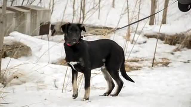 To Tears About Homeless Animal Shelters Dogs and Cats