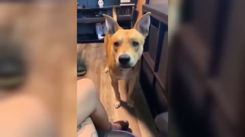 Funny animal videos 🤣🤣😂