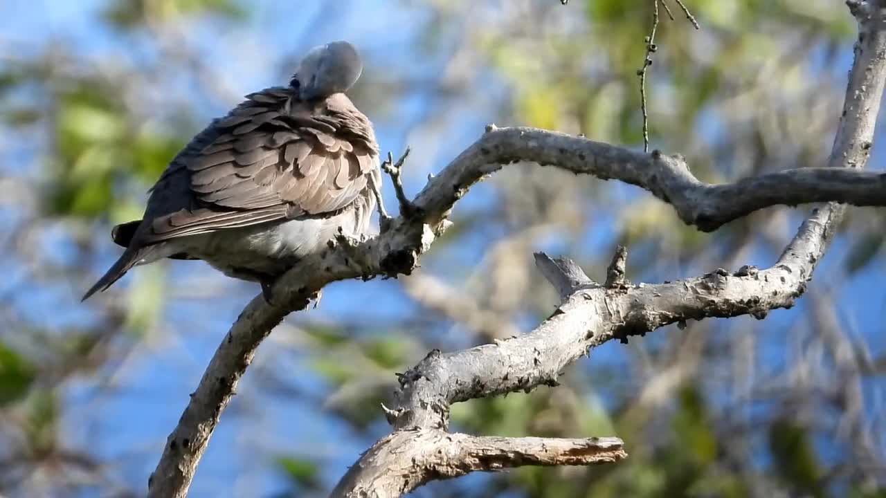 Sank Animal Bean Bird Preening Twigs Sky Dove