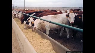 Prof 22 Katie Wood on Sorghum as a Cattle Feed