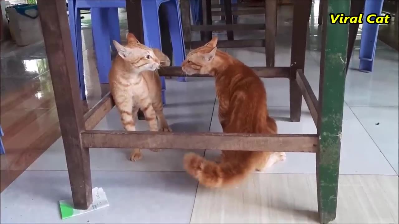 Cats Fighting and Meowing These Two are Bloody Brothers