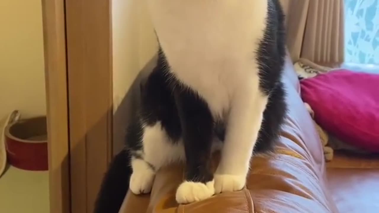 Beautiful cat 🐈 trending video