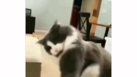 Cat vs owner WWE😂