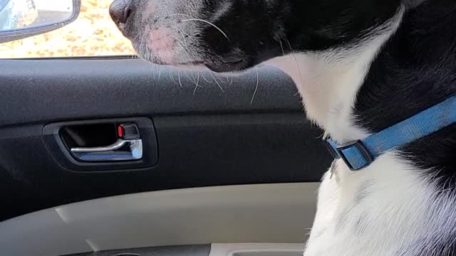 Dog Drives to Market for Bones