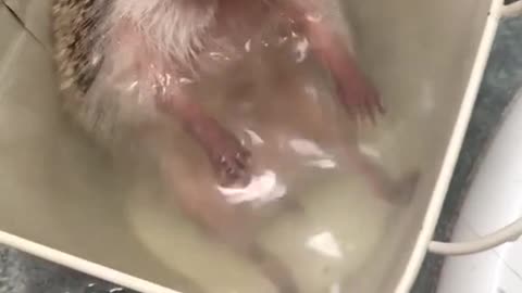 Sonic is all about that bath time life