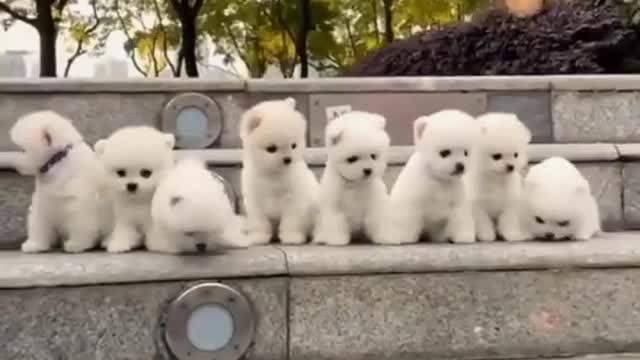 Cutest Puppy Dogs
