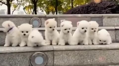 Cutest Puppy Dogs