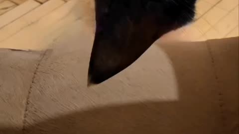 🐈‍⬛BatCat