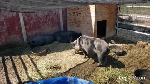 Graham Family Farm: Adventures of Penelope Pig