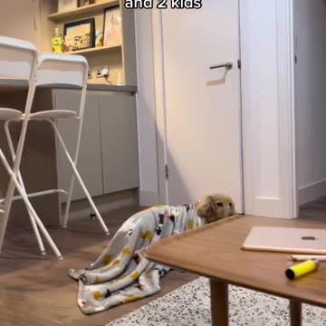 Sleepy pup decides to put himself to bed