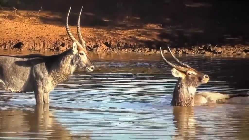 Wild Animals