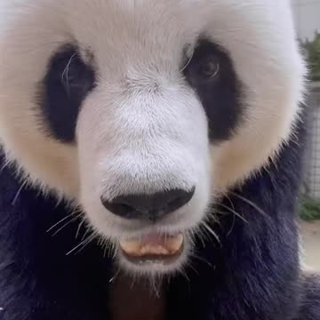Giant Panda: have a meal ~ why do you want to be in a daze ~ ~ 🐼