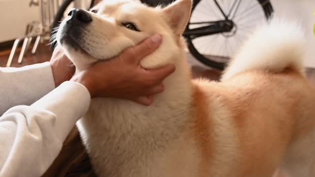 Human love with dogs