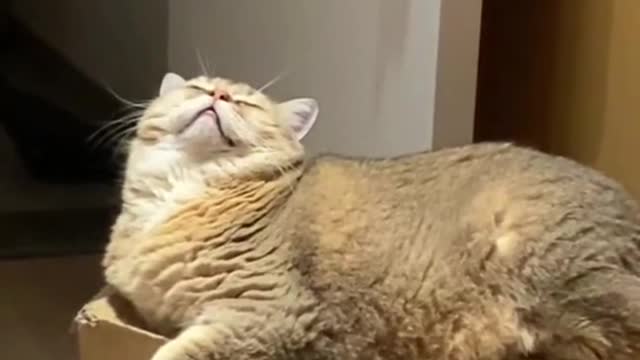 catlover