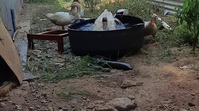 lovely geese playing