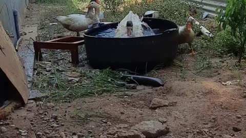 lovely geese playing