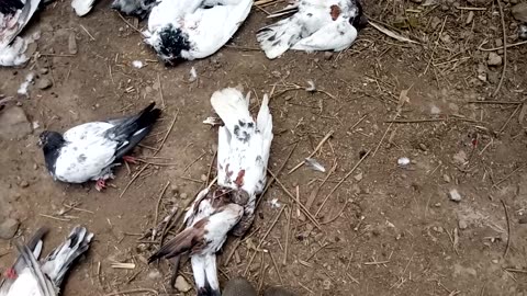 All pigeon was dead