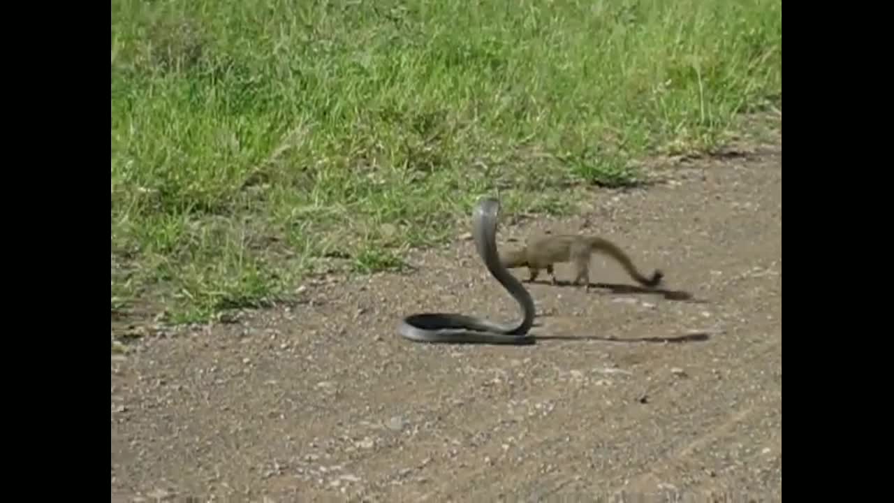 Cobra vs Mongoose