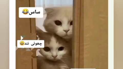 🤣🤣AJ to ni jany dn ga akhir a gai na hath m🤣🤣