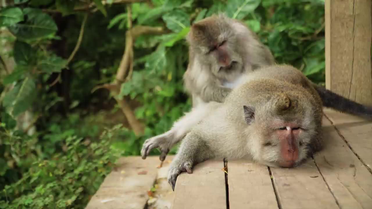 #wildlifephotography #sugargliderlover