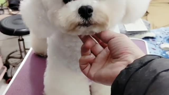 Is it cute enough?