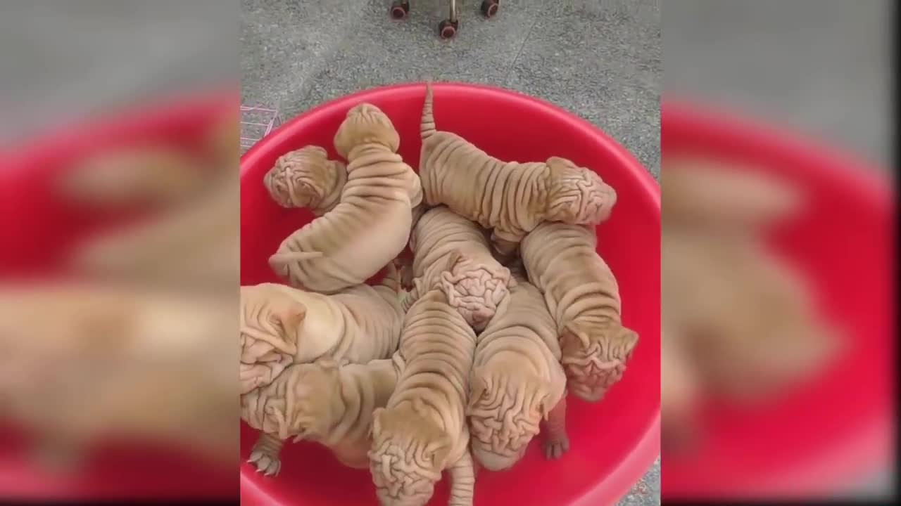 Baby Dogs - Compilation #1