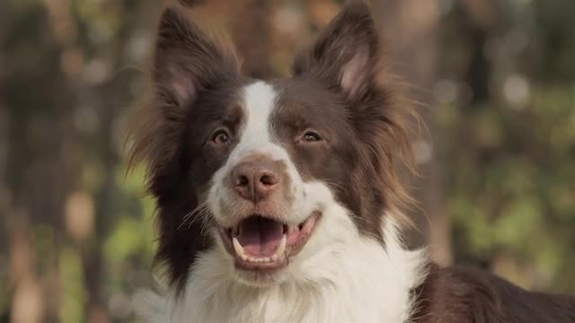 Lovely Dog smiling video