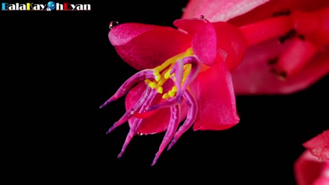 Medinilla Magnifica Flower (Rose Grape) Bloom Time-lapse