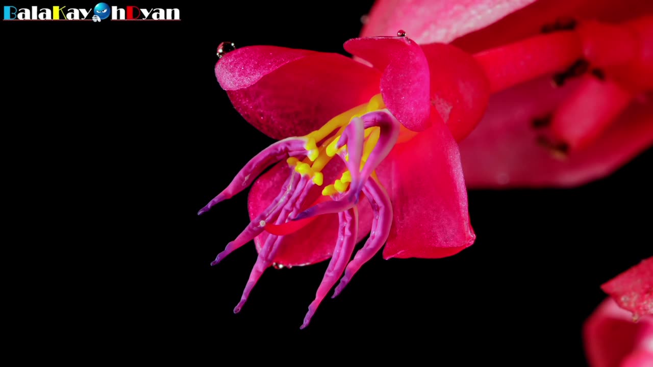 Medinilla Magnifica Flower (Rose Grape) Bloom Time-lapse