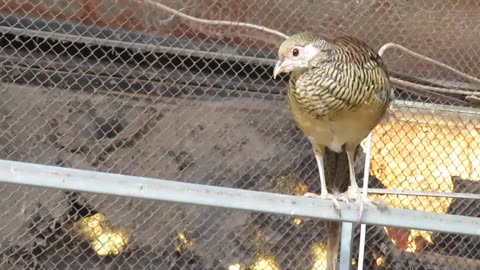 Gambel quail (1)