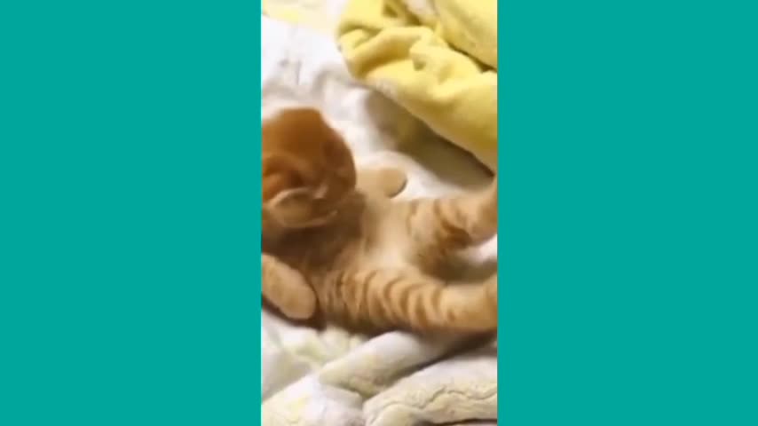 Funny cat and dog videoes