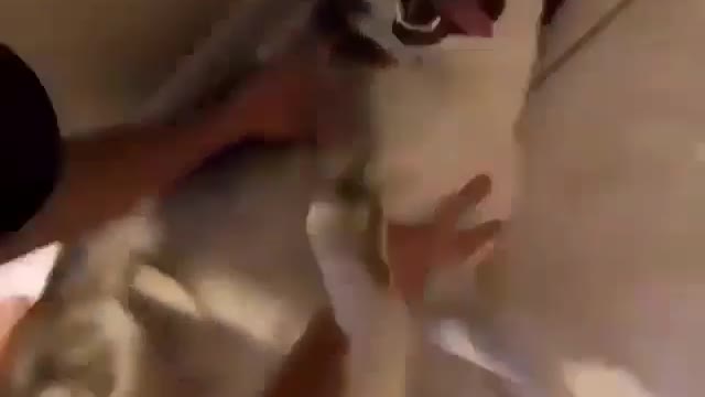 Husky dog ​​playing with its owner in the bathroom while taking a shower