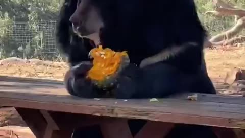 animals_funny_videos