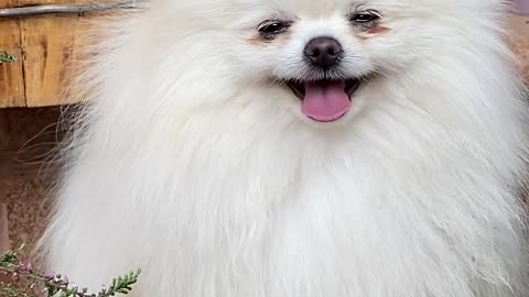 World Best Dog ||Dog #Dog