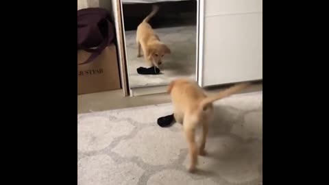 the most incredible, cute and funny videos of pets